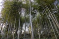 Moganshan bamboo forest, Zhejiang in China