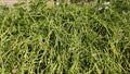 Radish pods on the plant, radish pods vegetable