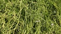 Radish pods on the plant, radish pods vegetable