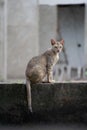 moggy cat sitting on the wall Royalty Free Stock Photo