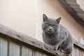 Moggy cat watching surroundings