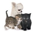 Moggy kitten and chihuahua Royalty Free Stock Photo