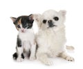 Moggy kitten and chihuahua