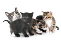 Moggy kitten and cat Royalty Free Stock Photo