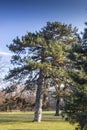 old pine tree in Palatul Mogosoaia