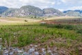 Mogotes limestone hill and fields in Vinales valley, Cuba. Rice field visible Royalty Free Stock Photo