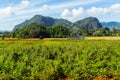 Mogotes in Vinales, countryside of Cuba