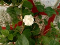 Mogra or Arabian jasmine flower and leaves