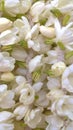 Mogra flower Jasmine flower beautiful and fragrant flowers closeup view for multipurpose use