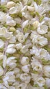 Mogra flower Jasmine flower beautiful and fragrant flowers closeup view for multipurpose use