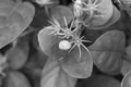 Mogra Flower Monochrome View