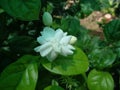 Jasmine flower in white color