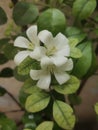 Mogra plant from garden with exclusive aroma
