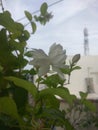Mogra Plant and the nature