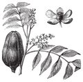 Mohagany or Meliaceae. Melia azedarach illustration Royalty Free Stock Photo