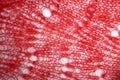 Mohair red fabric texture over white background Royalty Free Stock Photo
