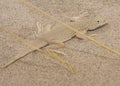 A mohave fringe toed lizard in front of its burrow at the Kelso Dunes in the Mojave National Preserve Royalty Free Stock Photo