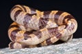 Mohave Shovel-nosed snake