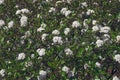 Mohawk viburnum tree in blossom. Royalty Free Stock Photo