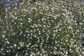 Mohawk viburnum tree in blossom. Royalty Free Stock Photo