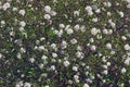 Mohawk viburnum tree in blossom. Royalty Free Stock Photo