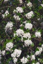 Mohawk viburnum tree in blossom. Royalty Free Stock Photo