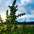 A flower at an field in the evening sun.