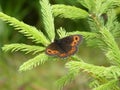 Mohr falter butterfly branch of a spruce tree Royalty Free Stock Photo