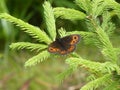 Mohr falter butterfly branch of a spruce tree