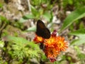 Mohr falter butterfly orange blossom of a orange-red hawkweed