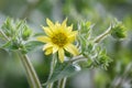 Mohrâs rosinweed Silphium mohrii, sulphur yellow flower and buds Royalty Free Stock Photo