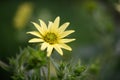 Mohrâs rosinweed, Silphium mohrii, sulphur yellow flower Royalty Free Stock Photo