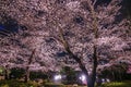 Mohri Garden of going to see cherry blossoms at night Roppongi Royalty Free Stock Photo