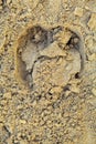 Moist Beach sand with bull hoof print