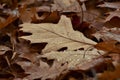 Moist Brown Autumn Leaves