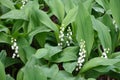 Moist foliage of blooming lily of the valley
