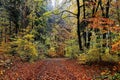 Moist forest landscape colorful fall season nature