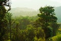 Moist forests and lush greenery.Ancient forest in the morning