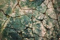 Moist green lichen on the concrete texture.