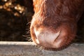 The moist muzzle of a brown cow Royalty Free Stock Photo