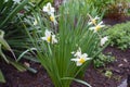 Moist white flowers of narcissus Royalty Free Stock Photo