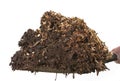 Moist woodchip mulch Royalty Free Stock Photo