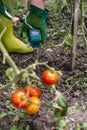 Moisture meter tester in soil. Measure soil for humidity on tomato plants with digital device. Woman farmer in a garden