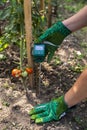 Moisture meter tester in soil. Measure soil for humidity on tomato plants with digital device. Woman farmer in a garden