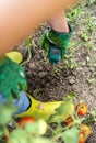 Moisture meter tester in soil. Measure soil for humidity on tomato plants with digital device. Woman farmer in a garden