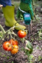 Moisture meter tester in soil. Measure soil for humidity on tomato plants with digital device. Woman farmer in a garden