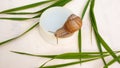 Moisturizing and anti-aging cream. white jar with snail and leaves of green grass on a white background, snail mucin cosmetics