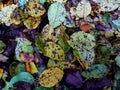 Moisty autumn foliage on forest ground in detailed view