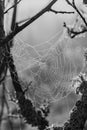 Moisty spiderweb Royalty Free Stock Photo