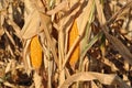 Moize corn cob close up detail, dry plants